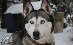 哈士奇幼犬晚上叫怎么办 哈士奇幼犬晚上叫的原因