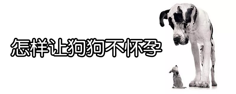 怎样让狗狗不怀孕