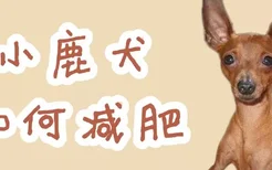 小鹿犬如何减肥