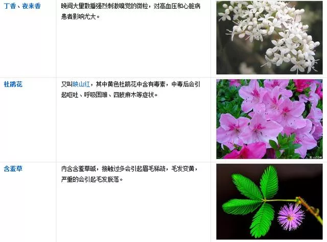 盘点常见的二十大有毒的盆栽花卉（盘点常见的二十大有毒的盆栽花卉）(5)