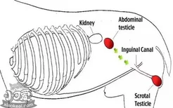 狗狗隐睾怎么判断 狗狗隐睾的危害