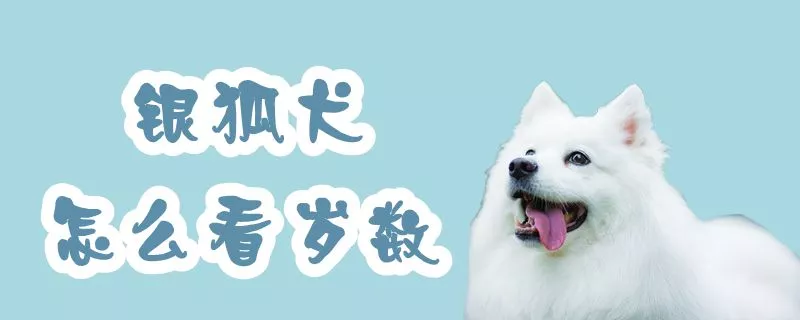 银狐犬怎么看岁数