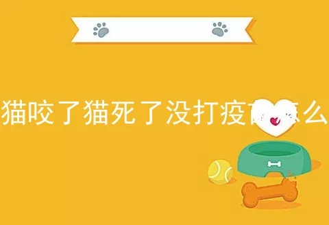 被猫咬了猫死了没打疫苗怎么办