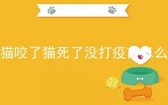 被猫咬了猫死了没打疫苗怎么办