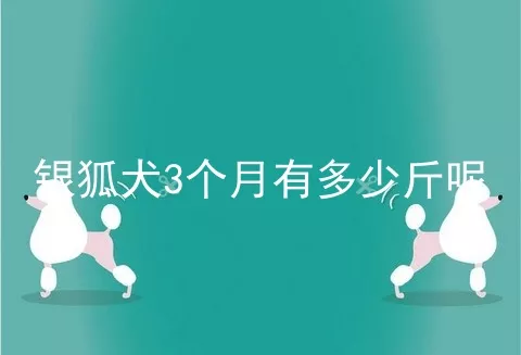 银狐犬3个月有多少斤呢