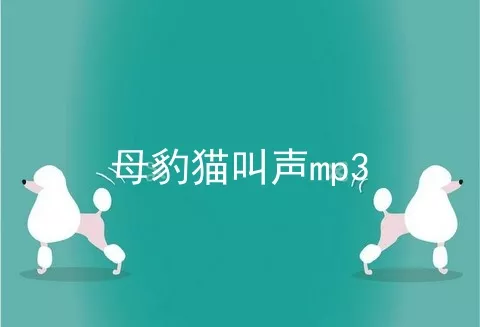 母豹猫叫声mp3