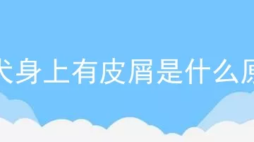 柴犬身上有皮屑是什么原因