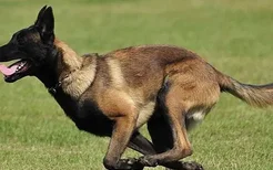 怎么训练狗狗跳跃 让狗狗成为跳高高手