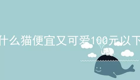 什么猫便宜又可爱100元以下