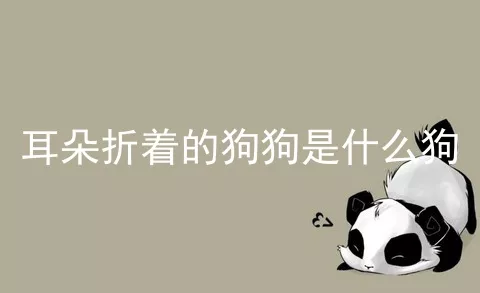 耳朵折着的狗狗是什么狗