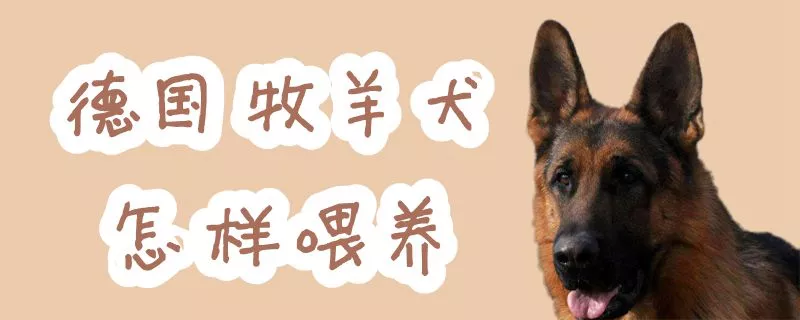 德国牧羊犬怎样喂养