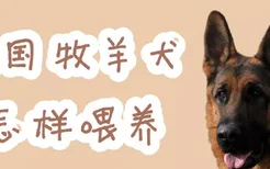 德国牧羊犬怎样喂养