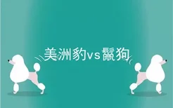 美洲豹vs鬣狗