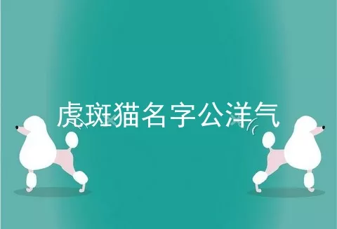 虎斑猫名字公洋气