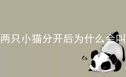 两只小猫分开后为什么会叫