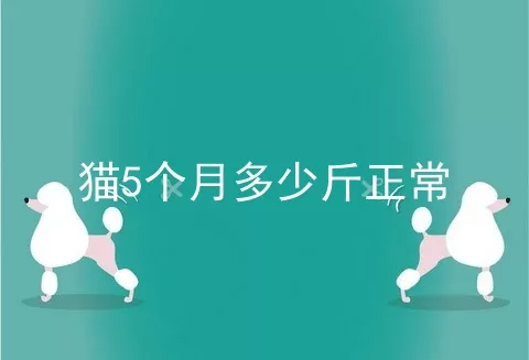 猫5个月多少斤正常