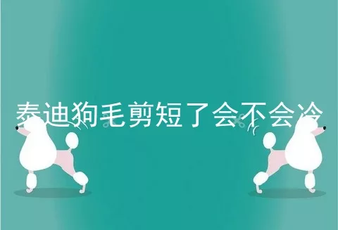 泰迪狗毛剪短了会不会冷