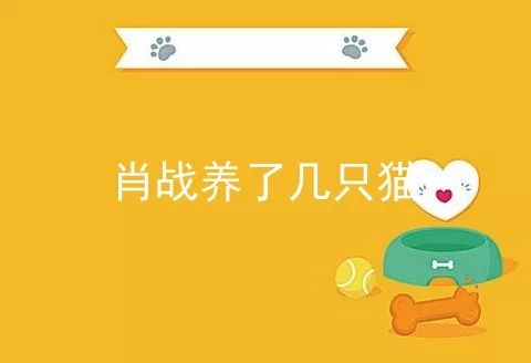 肖战养了几只猫