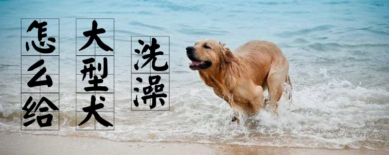 怎么给大型犬洗澡