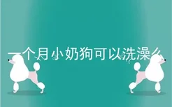 一个月小奶狗可以洗澡么