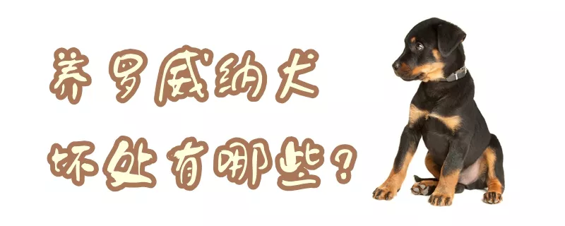 养罗威纳犬的坏处有哪些