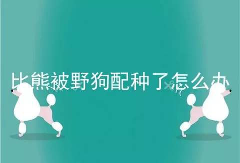 比熊被野狗配种了怎么办