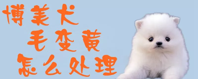 博美犬毛变黄怎么处理1