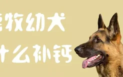 德牧幼犬吃什么补钙