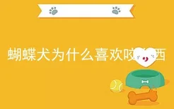 蝴蝶犬为什么喜欢咬东西