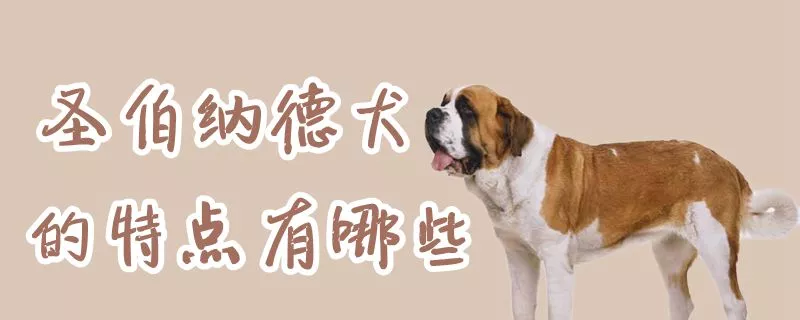 圣伯纳德犬的特点有哪些