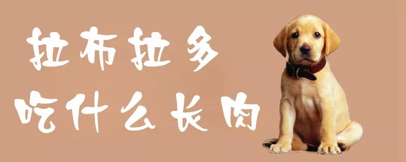 拉布拉多吃什么长肉1