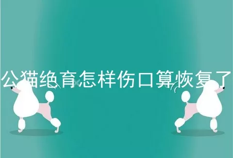 公猫绝育怎样伤口算恢复了