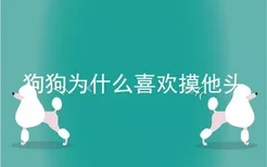 狗狗为什么喜欢摸他头