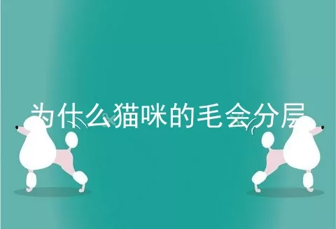 为什么猫咪的毛会分层