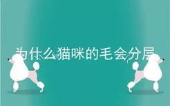 为什么猫咪的毛会分层