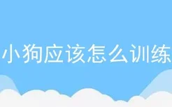 小狗应该怎么训练