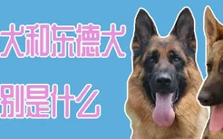 西德犬和东德犬的区别是什么