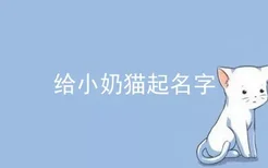 给小奶猫起名字