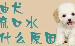 泰迪犬流口水什么原因