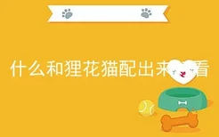 什么和狸花猫配出来好看