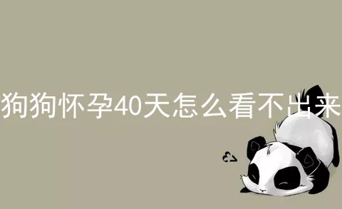 狗狗怀孕40天怎么看不出来