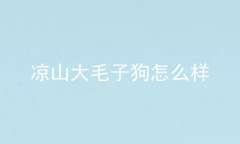 凉山大毛子狗怎么样