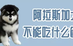 阿拉斯加犬不能吃什么食物