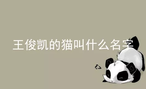 王俊凯的猫叫什么名字