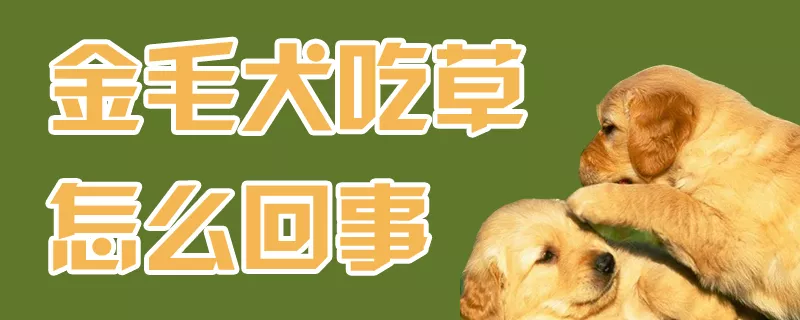 金毛犬吃草怎么回事