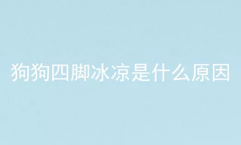 狗狗四脚冰凉是什么原因