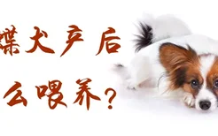 蝴蝶犬产后怎么喂养