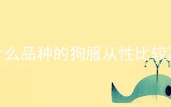 什么品种的狗服从性比较高