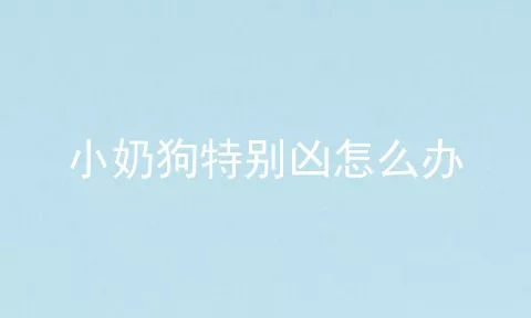 小奶狗特别凶怎么办