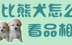 比熊犬怎么看品相好